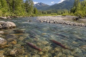 why dam removal helps salmon and rivers