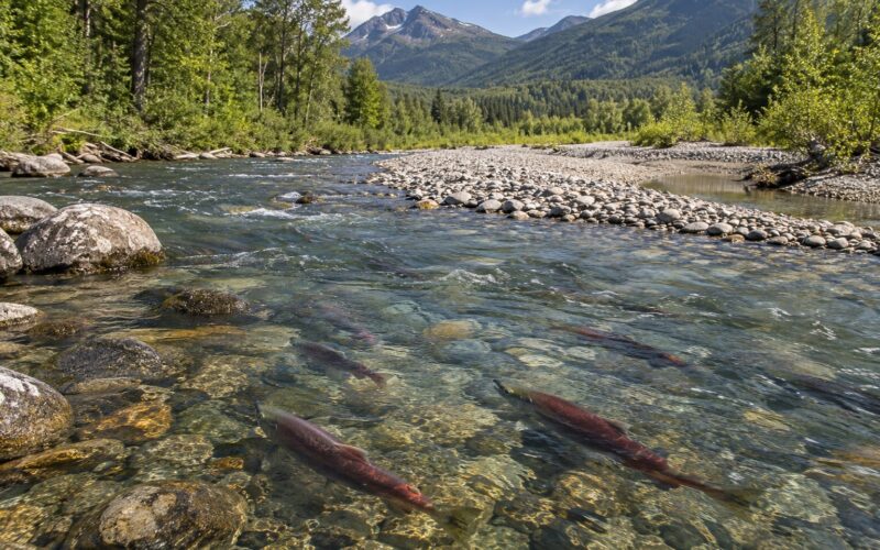 Why Dam Removal Helps Salmon and Rivers (2026)