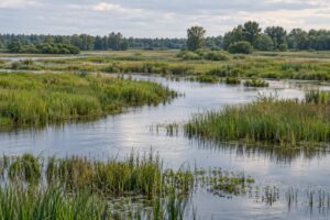 how wetlands reduce flood damage