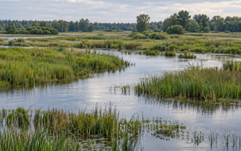 How Wetlands Reduce Flood Damage: A Proven 2026 Guide