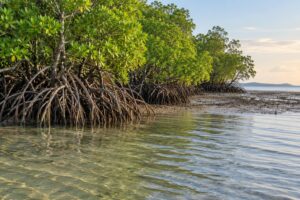 how mangroves protect coastlines