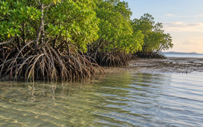 How Mangroves Protect Coastlines: Nature’s Coastal Shield 2026