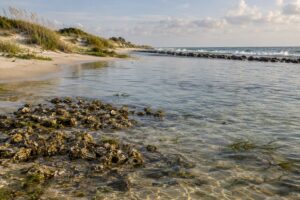 what living shorelines are and why they beat seawalls