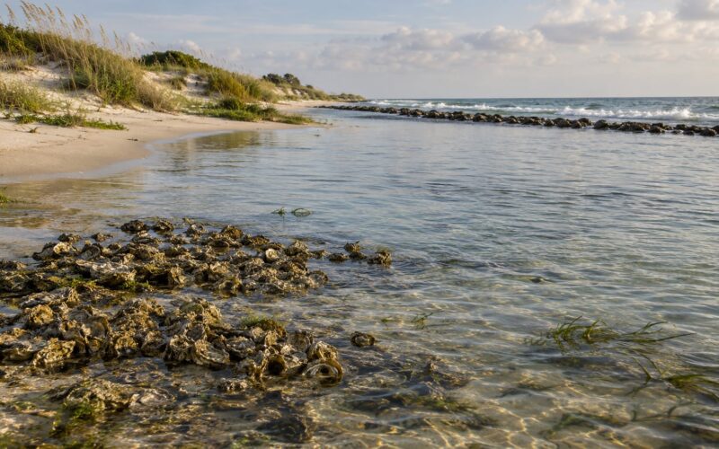 What Living Shorelines Are and Why They Beat Seawalls 2026