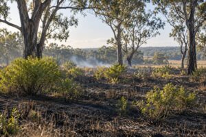 how prescribed burns prevent bigger wildfires