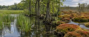 how to tell a marsh from a swamp from a bog