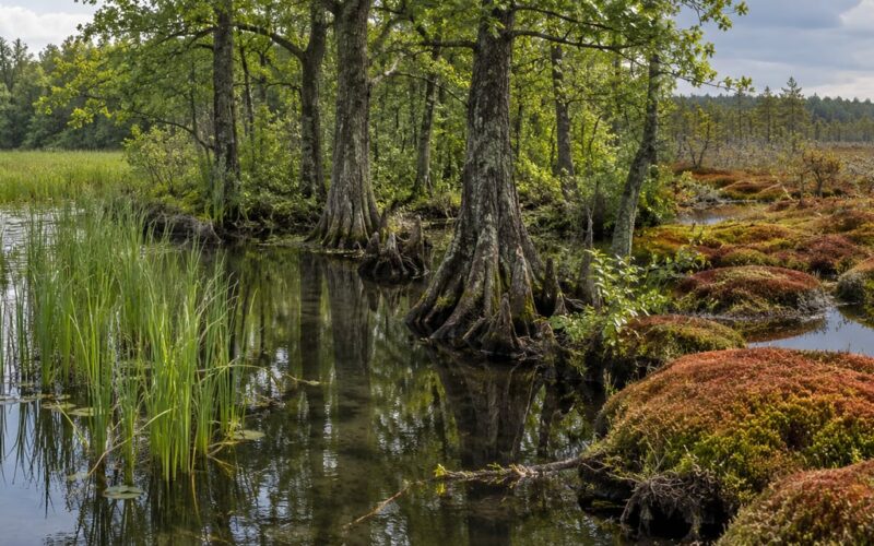 How to Tell a Marsh from a Swamp from a Bog in 2026